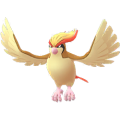 Pidgeot