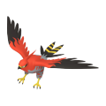 Talonflame Image